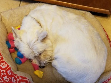 Westie Napping